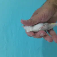 سهره قناری ابلغ کلکسیونی