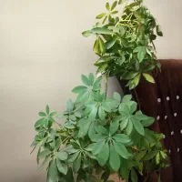 گل شفلرا