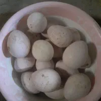 تخم بو قلمون تازه