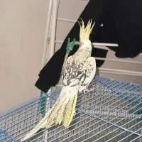 عروس هلندی نر گلباقالی