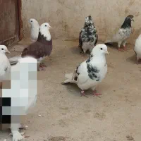 پرنده|پرنده|زابل, |دیوار