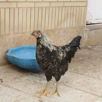 مرغ وخروس