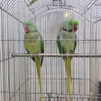 شاه طوطی ملنگو راهب خورشیدی کاسکو