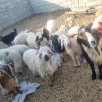 بره نر وماده