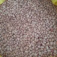 لوبیا چیتی