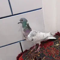 کبوتر عتیقه