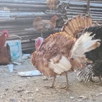 بوقلمون|حیوانات مزرعه|میانه, |دیوار