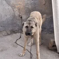 سگ گله|سگ|زنجان, |دیوار