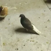 کفتر|پرنده|شهر ری, تقی آباد|دیوار