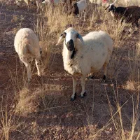 میش فروشی