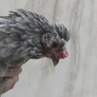 فروش ۲ تا مرغ تخم گذار  ،یکی گلین یکی محلی
