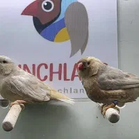 فنچ
