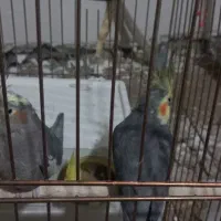عروس هلندی جفت