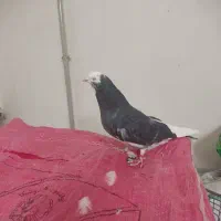 دوعددکفتر اوچان به شرط