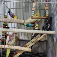 یک جفت عروس هلندی آماده ، مولد واقعی