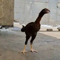 جوجه خروس لاری ۲ونیم ماهه