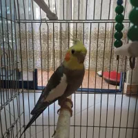عروس هلندی
