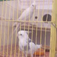 عروس هلندی
