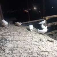 پرنده‌