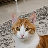 گربه نر دی اس اچ