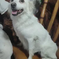 سگ پامرین|سگ|شیراز, شهرک بهار|دیوار