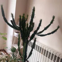 قلمه از کاکتوس ایفوریا اره ایی