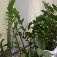 نیازمندمدل جهت انجام لیفت افتادگی صورت با نخ آپتوس