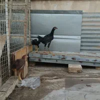 جوجه لاری ۳ماهه تا۵ماهه
