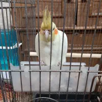 عروس هلندی