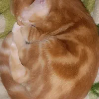 گربه ی خونه گی