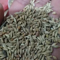 گندم وجو قاط