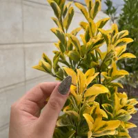 ناخن|خدمات آرایشگری و زیبایی|ایلام, |دیوار