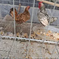 خروس و مرغ سیبرا و خروس پا کوتاه پر پا