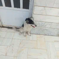 فروش