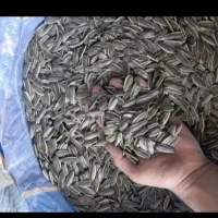 پخش عمده اجیل