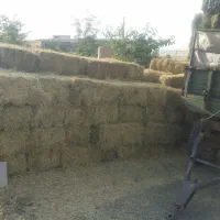 یونجه درجه 1