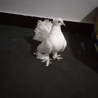 کبوتر  دم چتری کاکلی