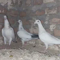 جوجه کفتر
