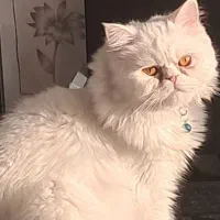 پرشین اصیل