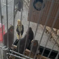عروس هلندی