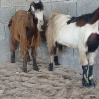 کهره خوب