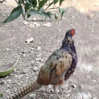 فروش یک جفت مرغ و خروس پاکستانی جوان