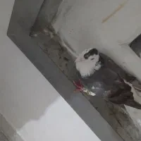 کفتر
