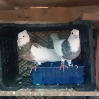 کبوتر
