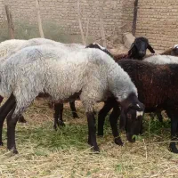 قوچ جوان کار بلد