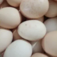 تخم مرغ و تخم بوقلمون نطفه دار و تازه