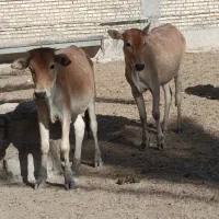 گوساله
