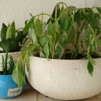 فروش انواع گل و گیاه