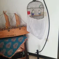 کوتوله|پرنده|قم, باسکول|دیوار