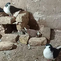 کبوتر|پرنده|مشهد, موعود|دیوار
